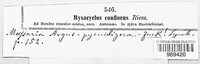 Splanchnonema argus image